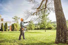 Best Fruit Tree Pruning  in Chamberlain, SD