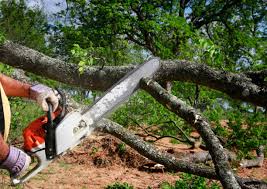 Best Root Management and Removal  in Chamberlain, SD