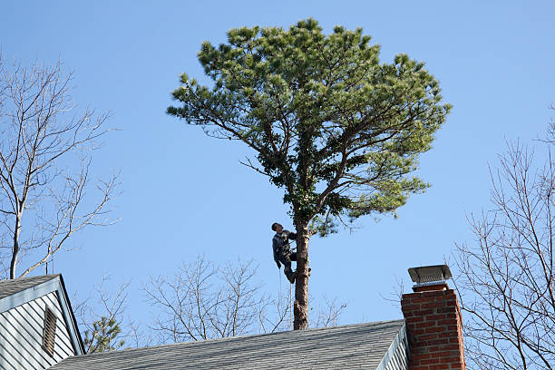 Best Tree Trimming and Pruning  in Chamberlain, SD